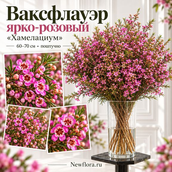 Ваксфлауэр ярко-розовый «Хамелациум» 60-70 см (поштучно)