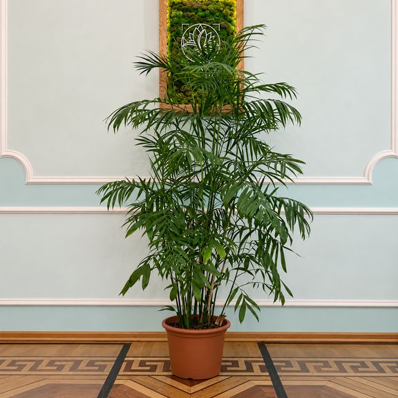 Пальма Хамедорея «Elegance» (высота 200-220 см)