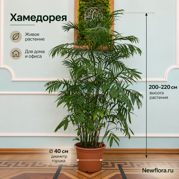 Пальма Хамедорея «Elegance» (высота 200-220 см)