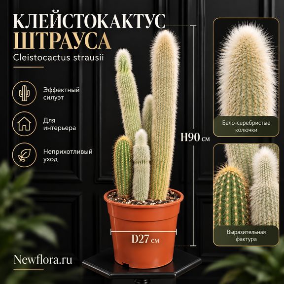 Клейстокактус Штрауса «Cleistocactus strausii» (высота 90-100 см)