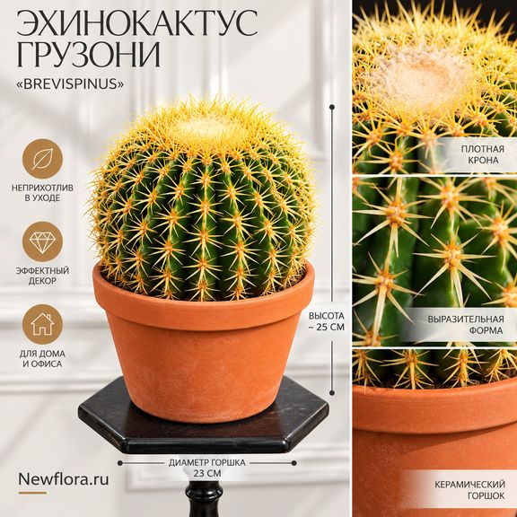 Эхинокактус Грузони «Brevispinus» (D23 см, H25 см)
