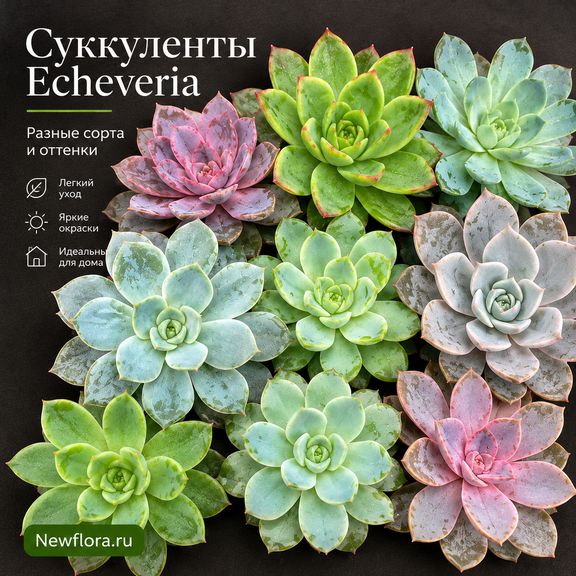 Суккулент Эхеверия «Gilva/Miranda» поштучно (D5-10 см)