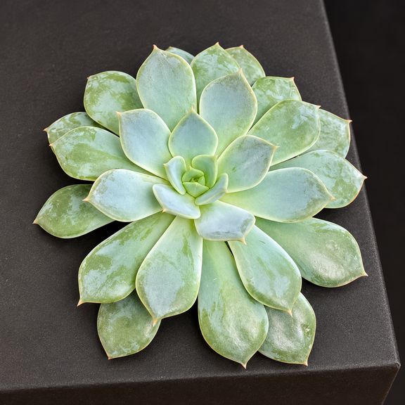 Суккулент Эхеверия «Imbricata/Blue Bird» поштучно (D5-10 см)
