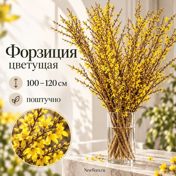 Форзиция цветущая 100-120 см (поштучно)