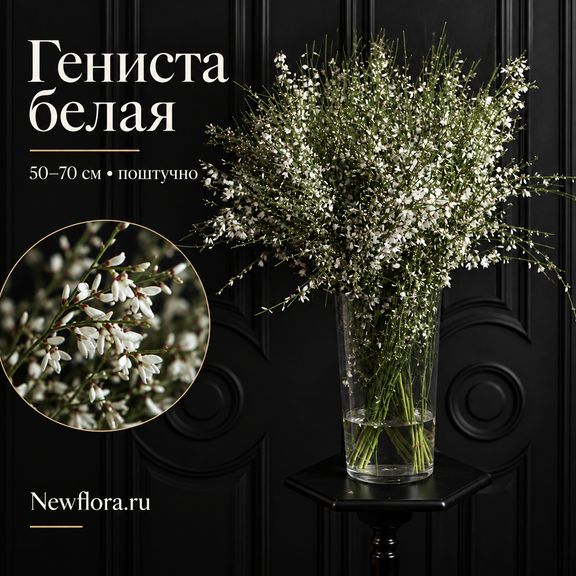 Гениста белая 50-70 см (поштучно)