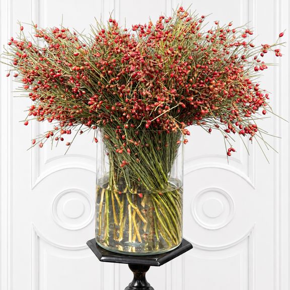 Гениста ягодная «Berries Red» 50-60 см (поштучно)