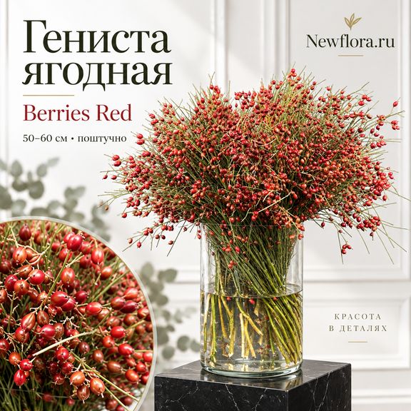 Гениста ягодная «Berries Red» 50-60 см (поштучно)