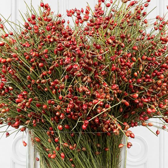 Гениста ягодная «Berries Red» 50-60 см (поштучно)