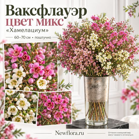 Ваксфлауэр цвет микс «Хамелациум» 60–70 см (поштучно)