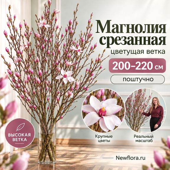 Магнолия срезанная цветущая ветка 200-220 см (поштучно)