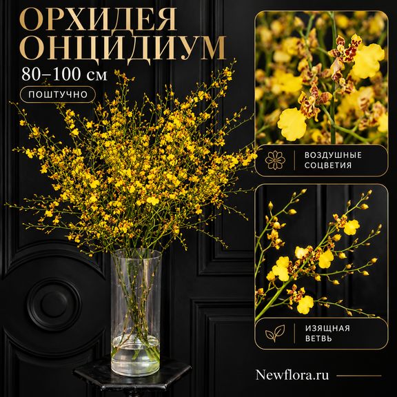 Орхидея онцидиум 80-100 см (поштучно)