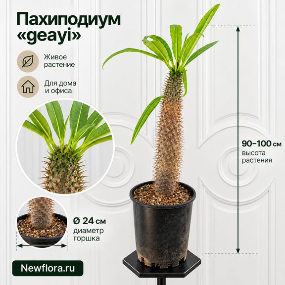 Суккулентное дерево Пахиподиум «Geayi» высота 90-100 см