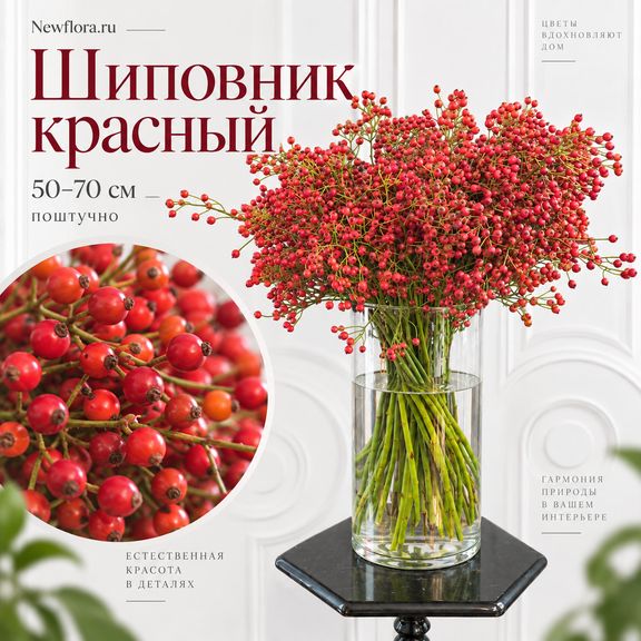 Шиповник красный 50-70 см (поштучно)