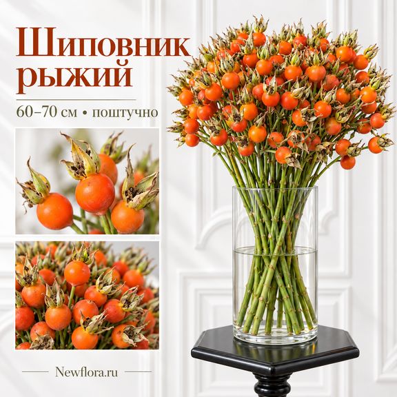 Шиповник рыжий 60-70 см (поштучно)
