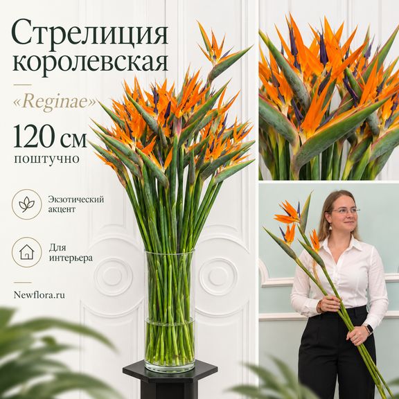 Стрелиция королевская «Reginae» высота 120 см (поштучно)