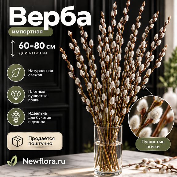 Верба импортная 60-80 см (поштучно)