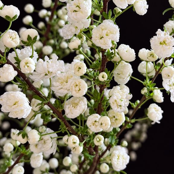 Ветки миндаля «Prunus Alba Plena» 80-100 см (поштучно)