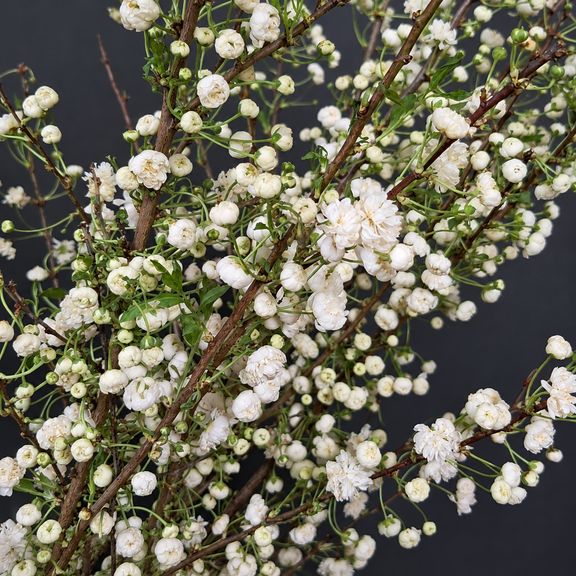 Ветки миндаля «Prunus Alba Plena» 80-100 см (поштучно)