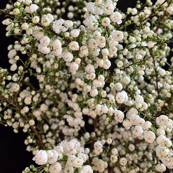 Ветки миндаля «Prunus Alba Plena» 80-100 см (поштучно)