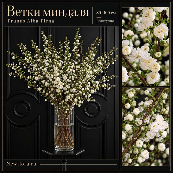 Ветки миндаля «Prunus Alba Plena» 80-100 см (поштучно)