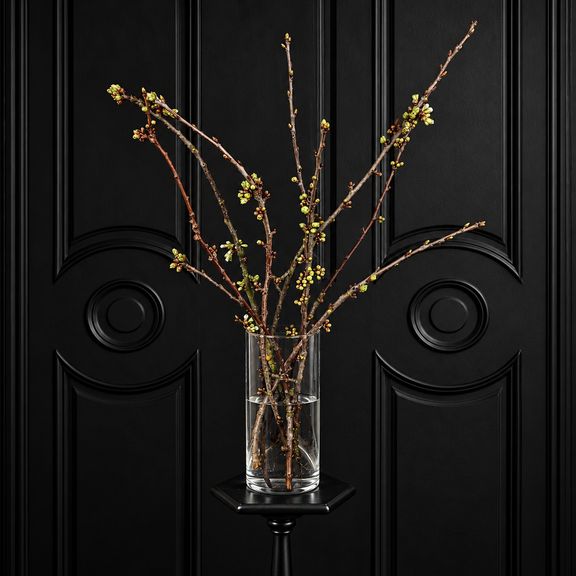 Ветки сливы белой «Prunus domestica» 50-60 см (поштучно)