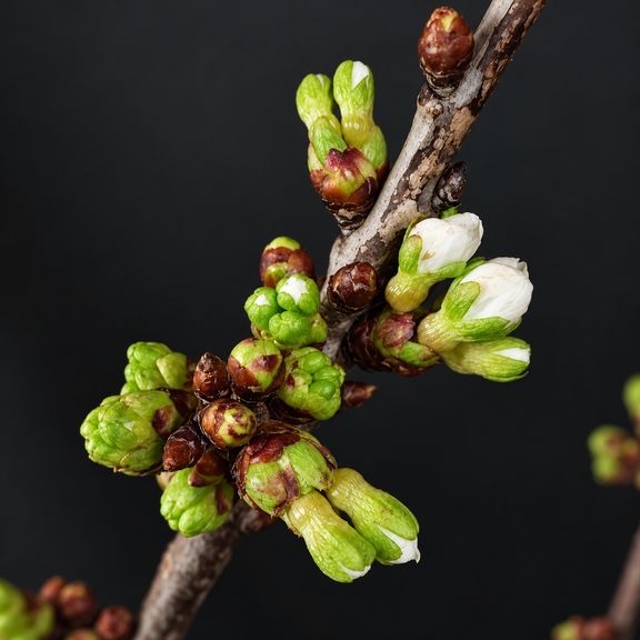 Ветки сливы белой «Prunus domestica» 50-60 см (поштучно)