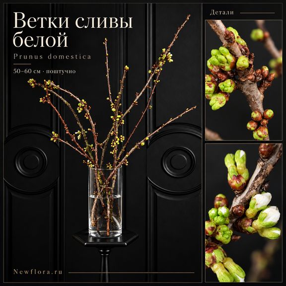 Ветки сливы белой «Prunus domestica» 50-60 см (поштучно)