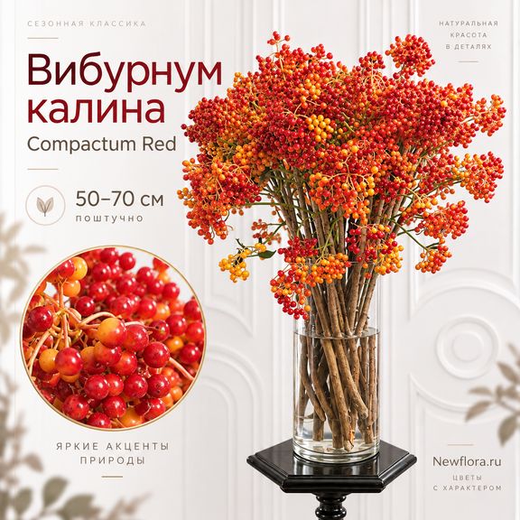 Вибурнум калина «Compactum Red» 50-70 см (поштучно)