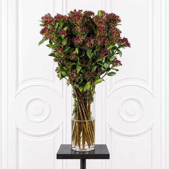 Вибурнум «Tinus Macrophyllum Red» 50-70 см (поштучно)