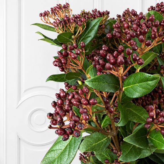 Вибурнум «Tinus Macrophyllum Red» 50-70 см (поштучно)
