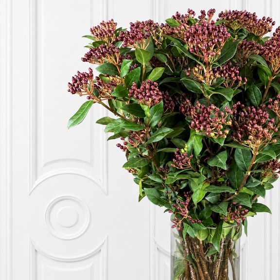 Вибурнум «Tinus Macrophyllum Red» 50-70 см (поштучно)