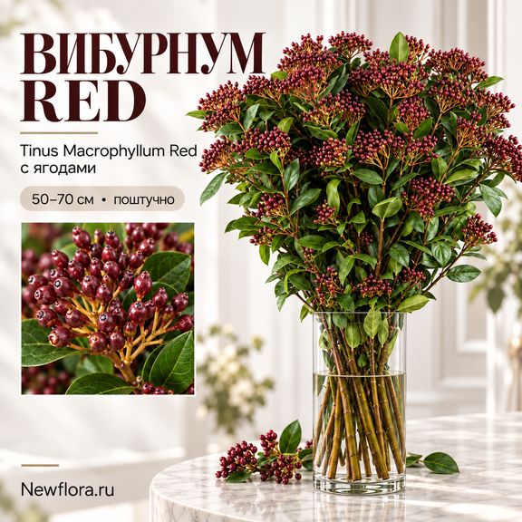 Вибурнум «Tinus Macrophyllum Red» 50-70 см (поштучно)