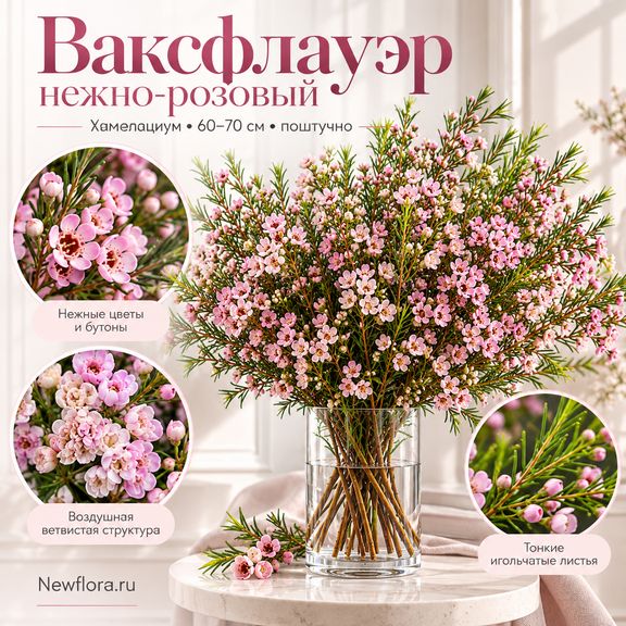 Ваксфлауэр нежно-розовый «Хамелациум» 60–70 см (поштучно)