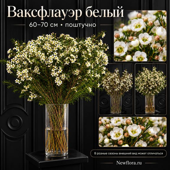 Ваксфлауэр белый «хамелациум» 60-70 см (поштучно)