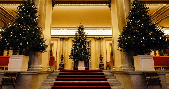 Премиальные пихты Нордмана и Фразера на Новый год