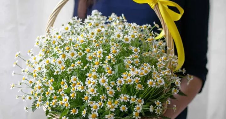 День семьи, любви и верности: какие цветы выбрать 8 июля