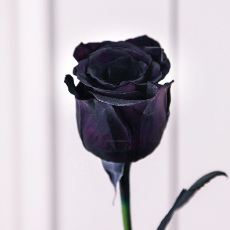 Роза черная (поштучно)