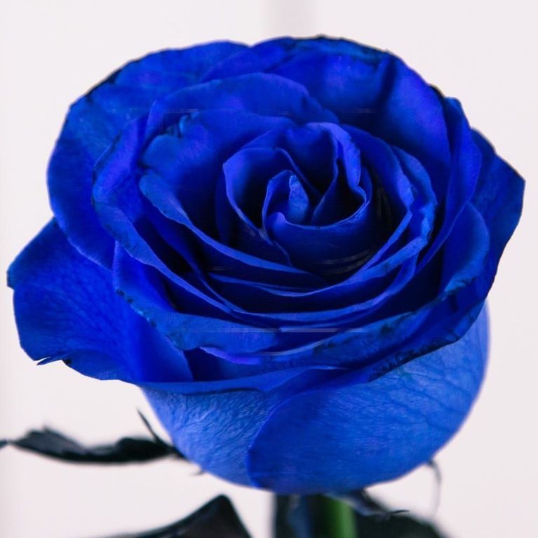 Роза крашенная синяя Tint M Blue 60-70см, Эквадор