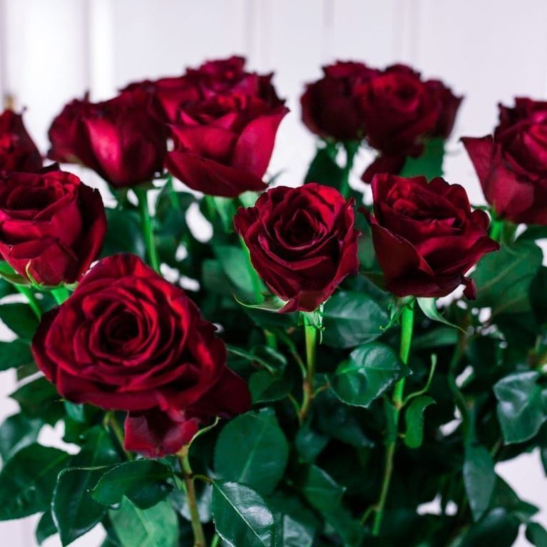 Букет 25 красных роз высотой 140см