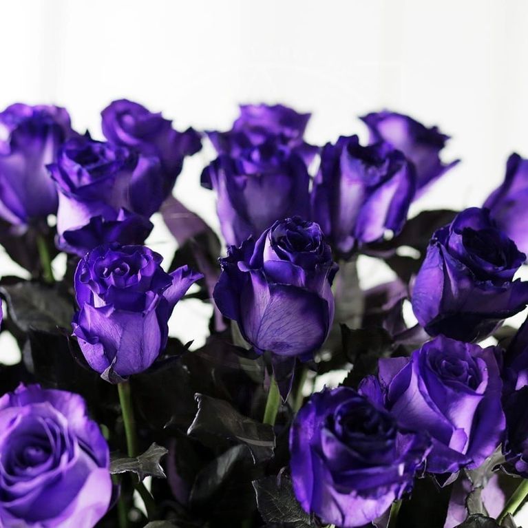 Букет 25 фиолетовых роз (Premium)