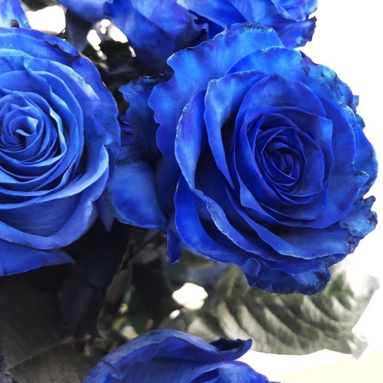 Букет 25 синих роз (Premium)