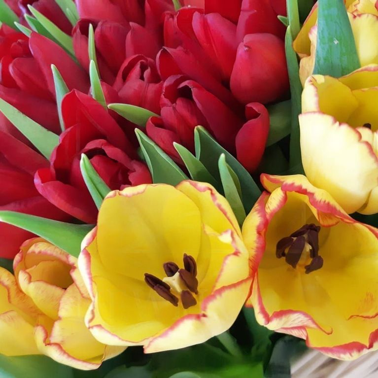Огромная корзина цветов сердце 301 тюльпан (микс) 80×80 см