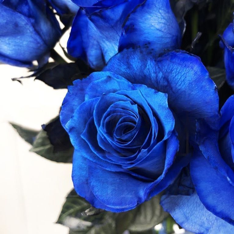 Букет 35 синих роз (Premium)