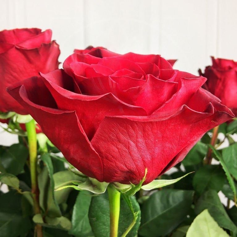 Букет 19 красных роз высотой 160см