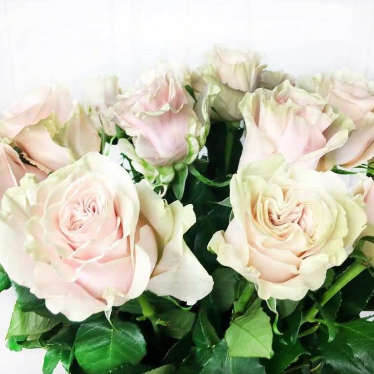 Букет 25 бело-розовых роз Pink Mondial (Premium)