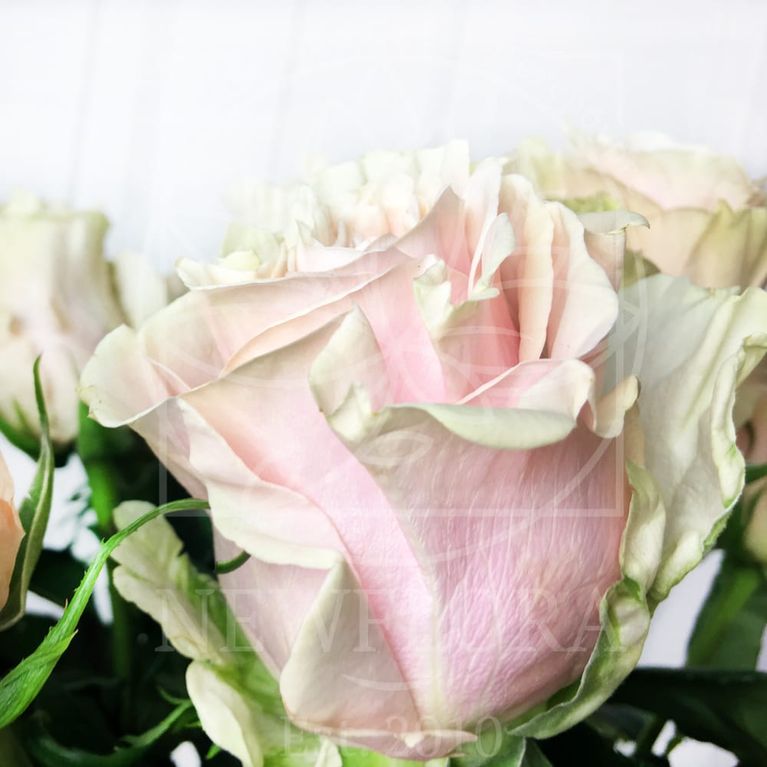 Букет 25 бело-розовых роз Pink Mondial (Premium)