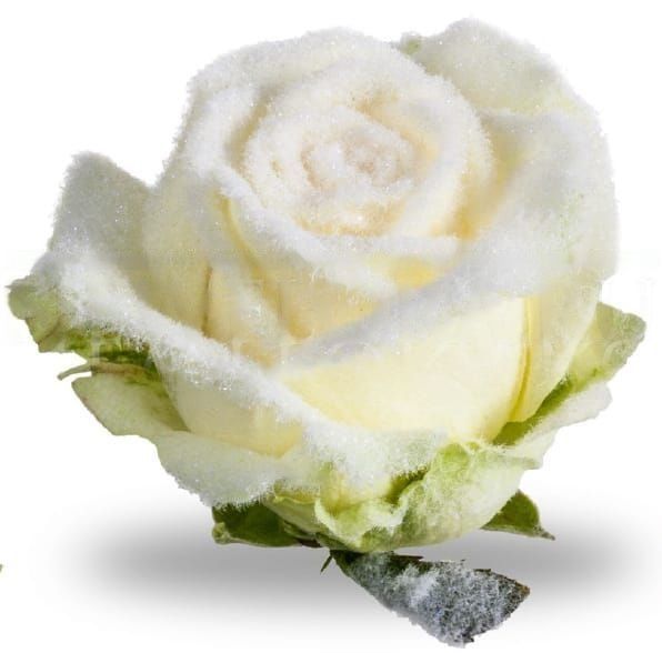 Белые снежные розы (под заказ)