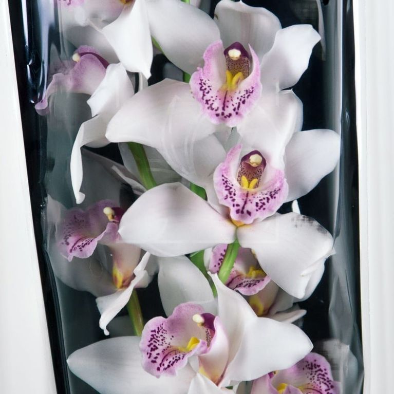 Орхидея цимбидиум белая (80см)