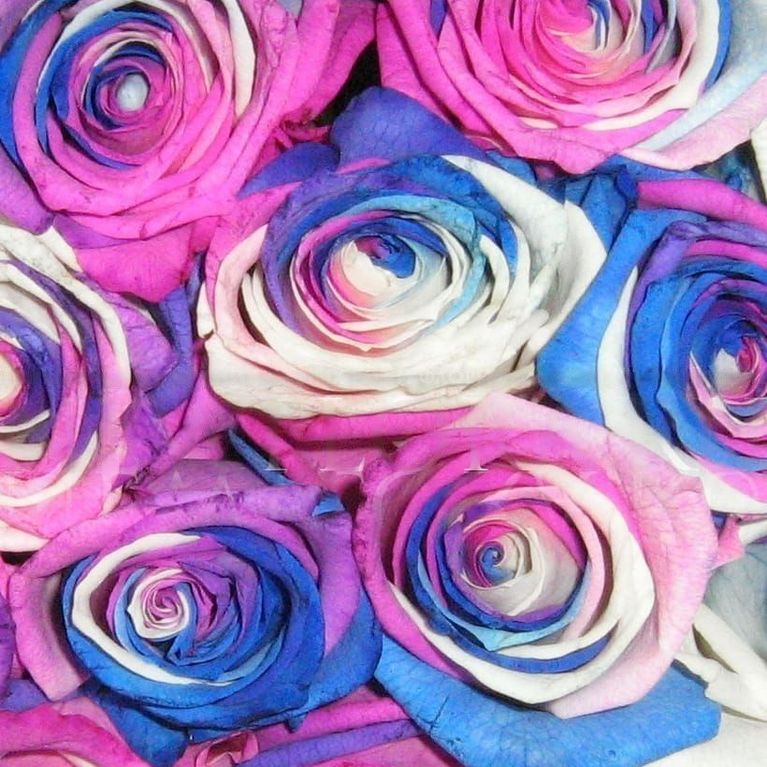 Букет 25 роз сине-бело-фиолетовых (под заказ)