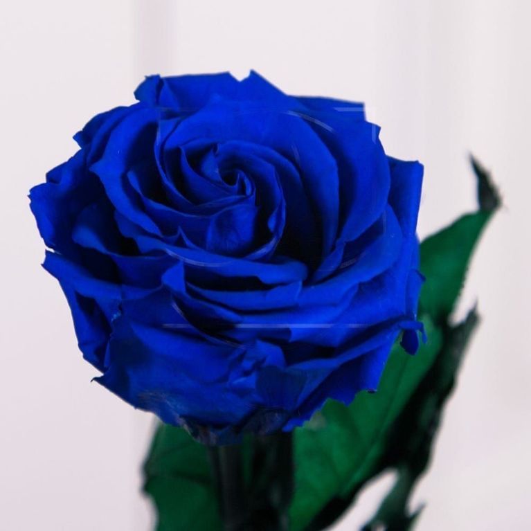 Стабилизированная синяя роза